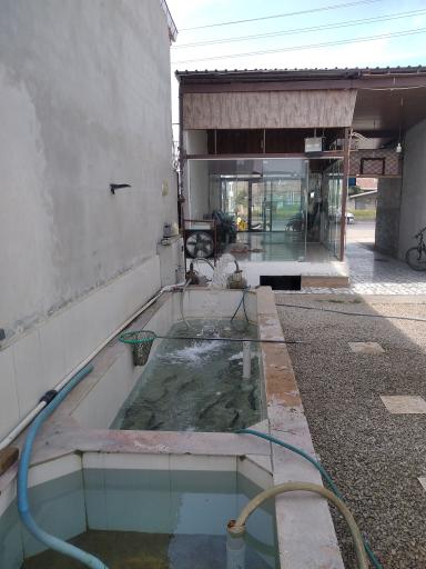 عکس ماهی فروشی دریا (عرضه زنده)