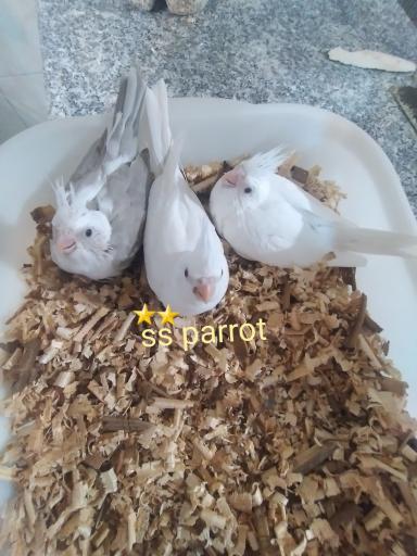 عکس سالن طوطی ذوالفقاری