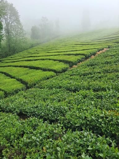 عکس کارخانه چای نورسعادت