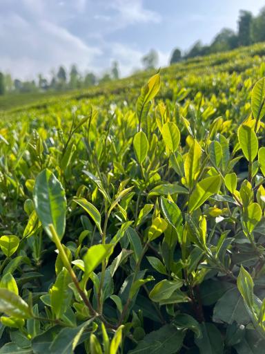 عکس کارخانه چای نورسعادت