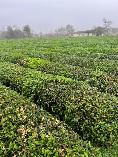 عکس کارخانه چای نورسعادت