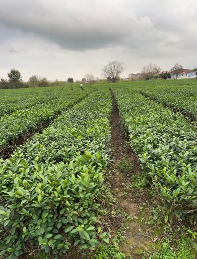 عکس کارخانه چای نورسعادت