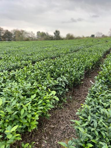 عکس کارخانه چای نورسعادت