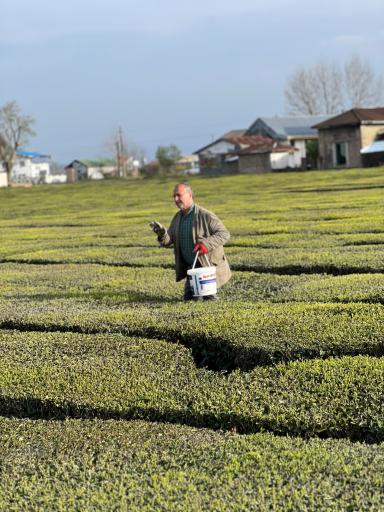 عکس کارخانه چای نورسعادت