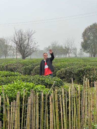 عکس کارخانه چای نورسعادت