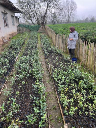 عکس کارخانه چای نورسعادت