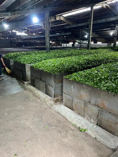 عکس کارخانه چای نورسعادت