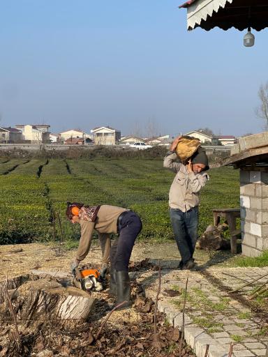 عکس کارخانه چای نورسعادت