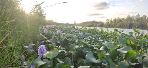 عکس جزیره فلامینگو