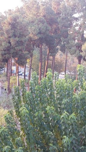 عکس بوستان سیزده آبان