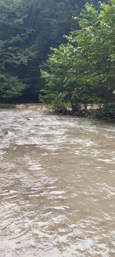 عکس پلنگ دره