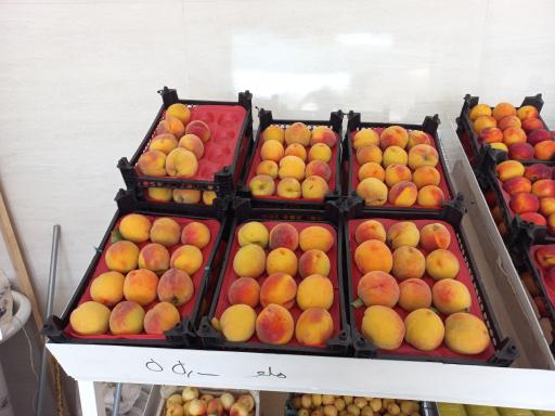 میوه فروشی برادران نوروزی