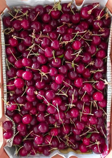 عکس میوه فروشی برادران نوروزی