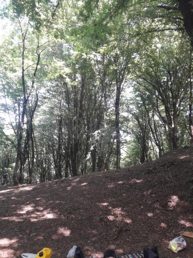 عکس پلنگ دره