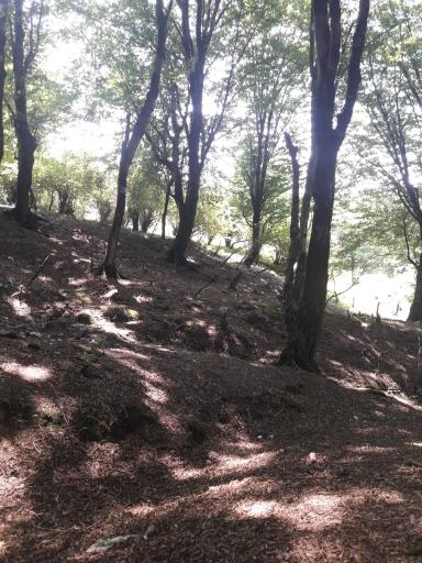 عکس پلنگ دره