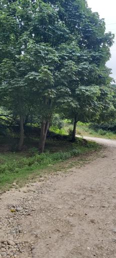 عکس پلنگ دره