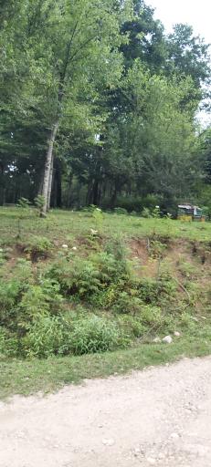 عکس پلنگ دره