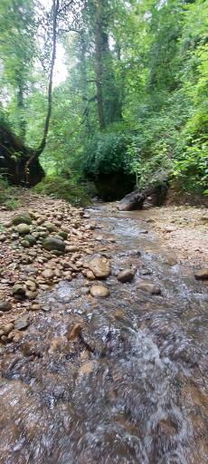 عکس پلنگ دره