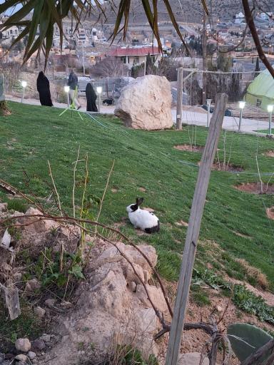 عکس کاخ پارسه