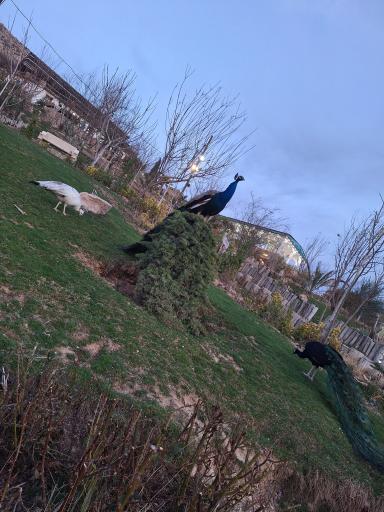 عکس کاخ پارسه