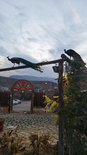 عکس کاخ پارسه