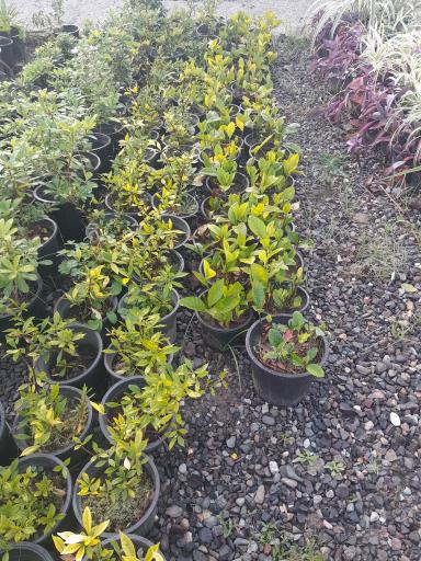 عکس گلخانه مهندس رضامنش