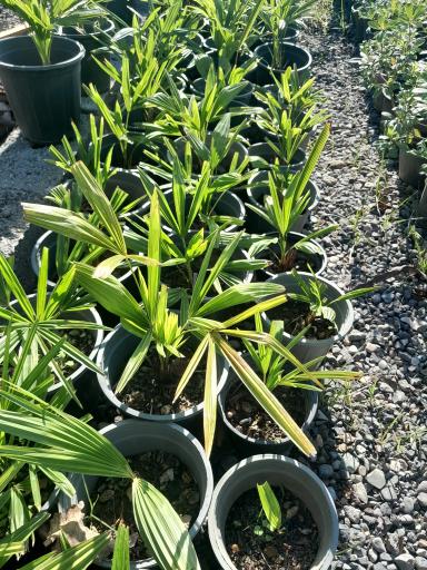 عکس گلخانه مهندس رضامنش