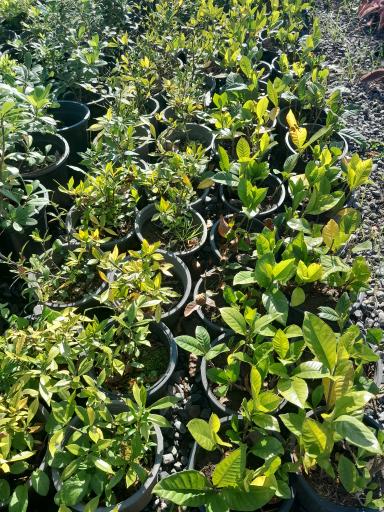 عکس گلخانه مهندس رضامنش