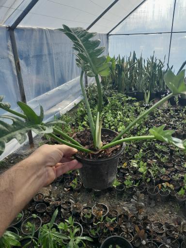 عکس گلخانه مهندس رضامنش