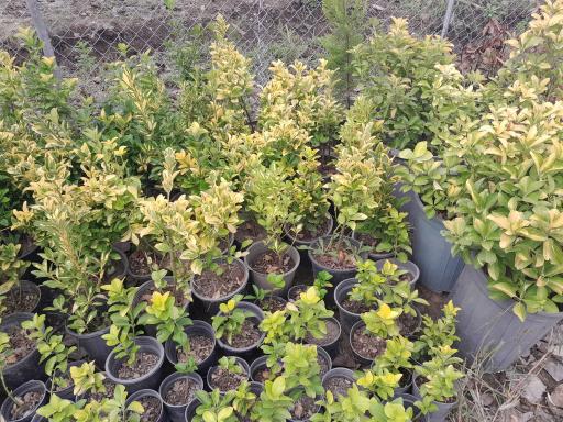 عکس گلخانه مهندس رضامنش