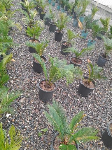 عکس گلخانه مهندس رضامنش