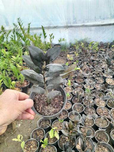 عکس گلخانه مهندس رضامنش