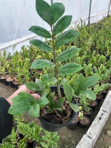 عکس گلخانه مهندس رضامنش