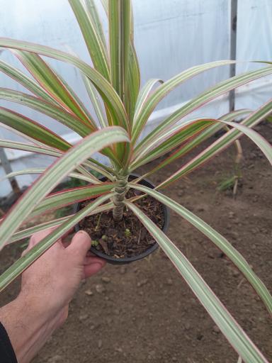 عکس گلخانه مهندس رضامنش