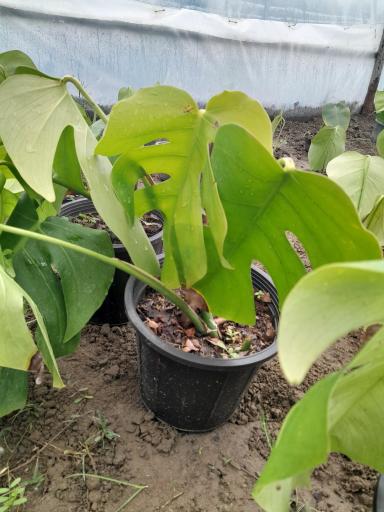 عکس گلخانه مهندس رضامنش