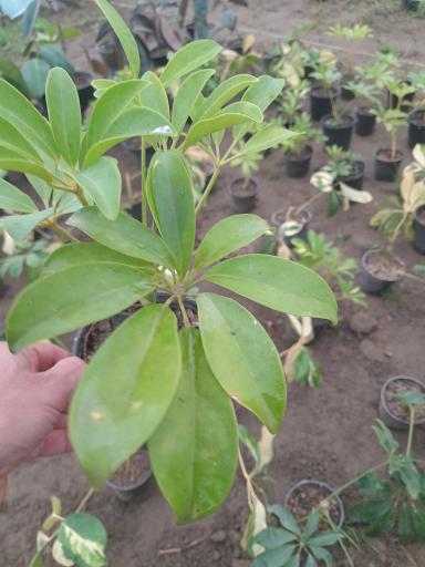 عکس گلخانه مهندس رضامنش