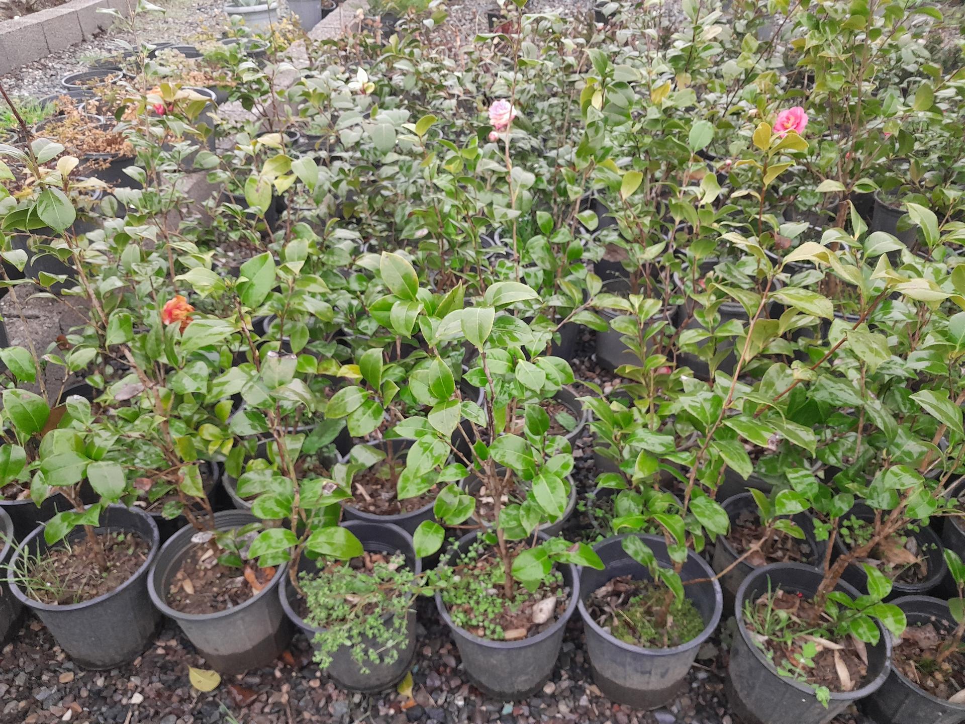 عکس گلخانه مهندس رضامنش