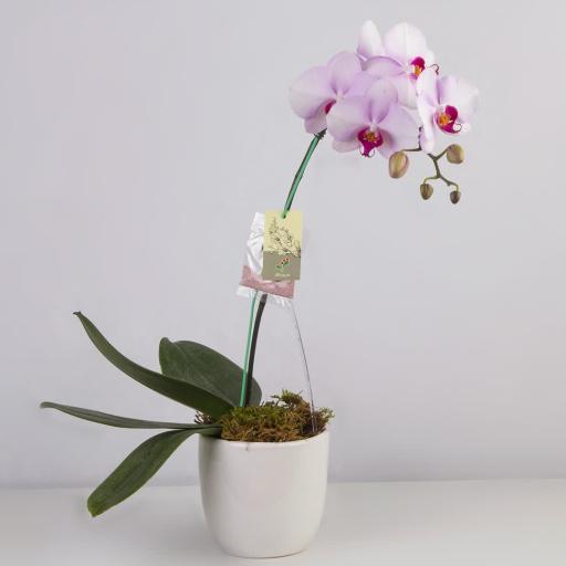 عکس گلفروشی سولین بازار