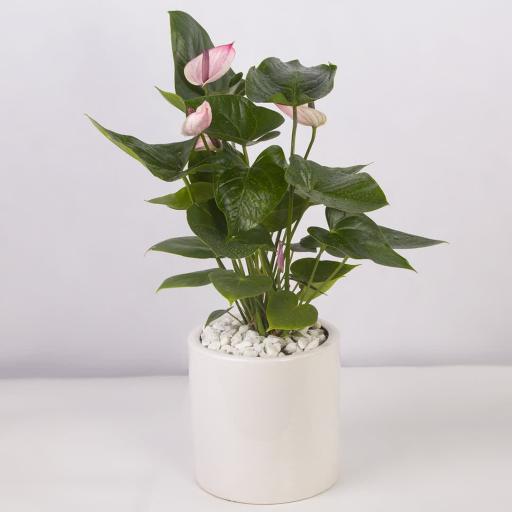 عکس گلفروشی سولین بازار