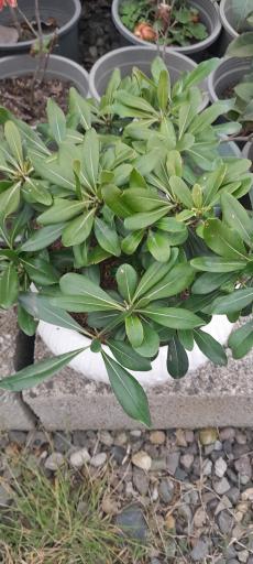 عکس گلخانه مهندس رضامنش