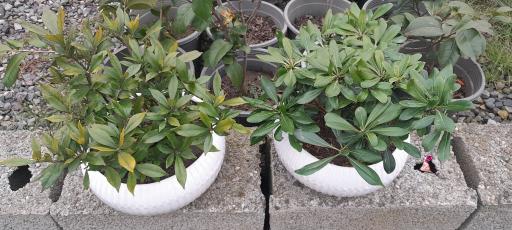 عکس گلخانه مهندس رضامنش