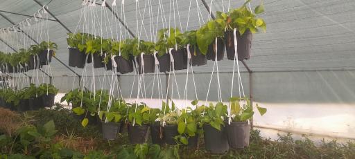 عکس گلخانه مهندس رضامنش