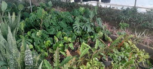 عکس گلخانه مهندس رضامنش