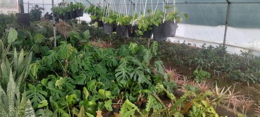 عکس گلخانه مهندس رضامنش