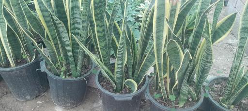 عکس گلخانه مهندس رضامنش