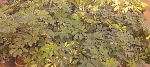 عکس گلخانه مهندس رضامنش