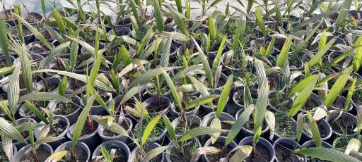 عکس گلخانه مهندس رضامنش