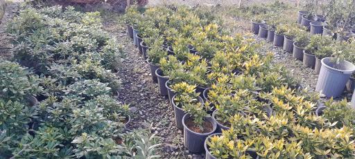 عکس گلخانه مهندس رضامنش