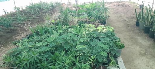 عکس گلخانه مهندس رضامنش