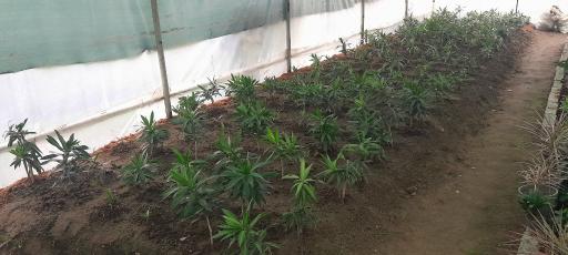 عکس گلخانه مهندس رضامنش